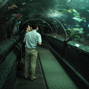 Underwaterworld Singapore 2008 - Tunnel