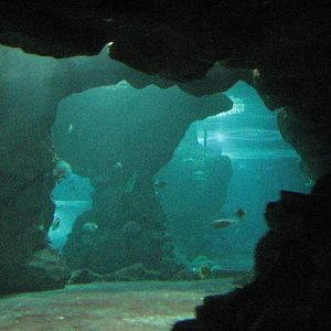 Underwaterworld Singapore 2008 - Inside one of the tanks