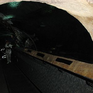 Underwaterworld Singapore 2008 - Underwater tunnel