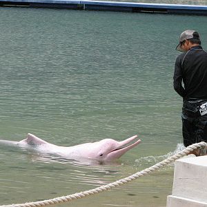 Dolphin Lagoon 2008 - Trainer and Indo-Chinese Humpback Dolphin