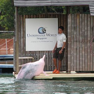 Dolphin Lagoon 2008 - Trainer and Indo-Chinese Humpback Dolphin