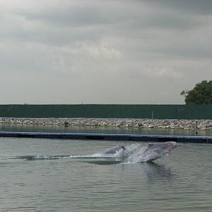 Dolphin Lagoon 2008 - Indo-Chinese Humpback Dolphins jumping