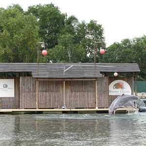 Dolphin Lagoon 2008 - Indo-Chinese Humpback Dolphins jumping in front of th