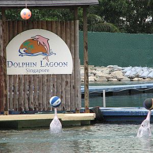 Dolphin Lagoon 2008 - Indo-Chinese Humpback Dolphins with balls