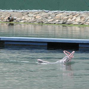 Dolphin Lagoon 2008 - Indo-Chinese Humpback Dolphins with rings