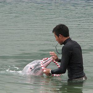 Dolphin Lagoon 2008 - Indo-Chinese Humpback Dolphin brings his trainer a ri