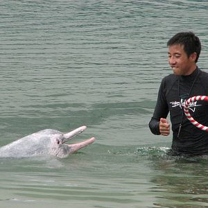 Dolphin Lagoon 2008 - Indo-Chinese Humpback Dolphin brings his trainer a ri