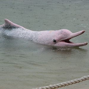 Dolphin Lagoon 2008 - Indo-Chinese Humpback Dolphin on the surface