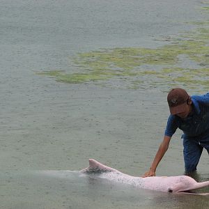 Dolphin Lagoon 2008 - Trainer scratches one of his dolphins