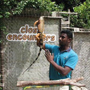 Sentosa Island Multi-animal Encounters 2008 - Close encounters with a confi