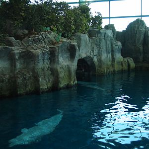 Shedd Aquarium 2003 - Beluga Pool