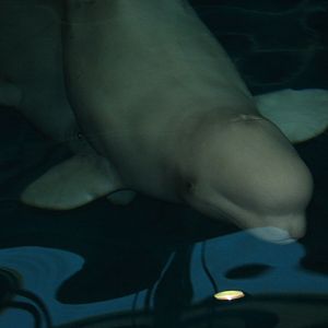 Shedd Aquarium 2003 - Beluga underwater