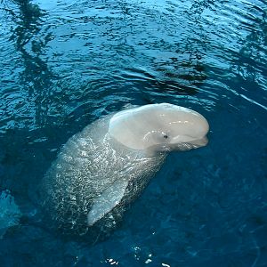 Shedd Aquarium 2003 - Beluga on the surface