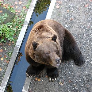 Bern Bear Pits 2006 - Brown Bear
