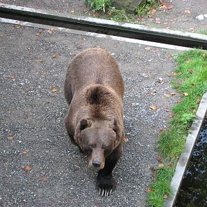 Bern Bear Pits 2006 - Brown Bear