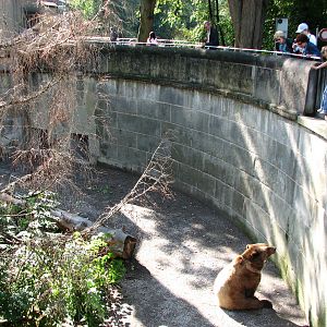 Bern Bear Pits 2006 - Brown Bear begs for food from viewers