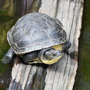 Blanding's Turtle (Emydoidea blandingii) - Cold Spring Harbor Fish Hatchery & Aquarium