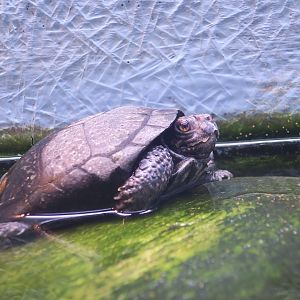 Bog Turtle (Glyptemys muhlenbergii) - Cold Spring Harbor Fish Hatchery & Aquarium