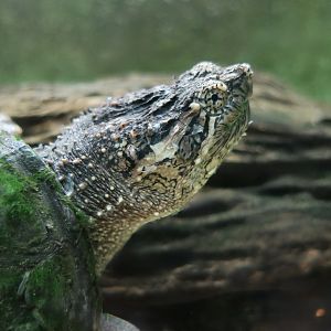 Common Snapping Turtle (Chelydra serpentina) - Cold Spring Harbor Fish Hatchery & Aquarium