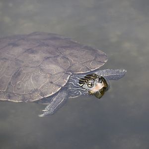 Northern Map Turtle (Graptemys geographica) - Cold Spring Harbor Fish Hatchery & Aquarium