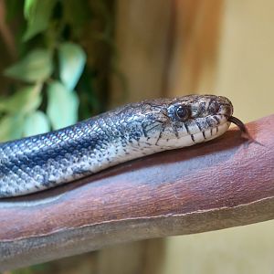 Eastern Rat Snake (Pantherophis quadrivittatus) - Cold Spring Harbor Fish Hatchery & Aquarium