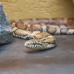 Eastern Milk Snake (Lampropeltis triangulum triangulum) - Cold Spring Harbor Fish Hatchery & Aquarium