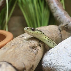 Eastern Garter Snake (Thamnophis sirtalis sirtalis) - Cold Spring Harbor Fish Hatchery & Aquarium