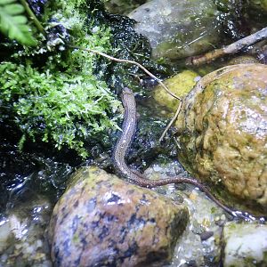 Northern Two-Lined Salamander (Eurycea bislineata) - Cold Spring Harbor Fish Hatchery & Aquarium