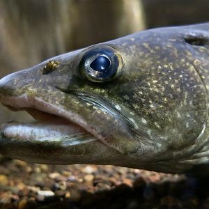 Lake Trout (Salvelinus namaycush) - Cold Spring Harbor Fish Hatchery & Aquarium