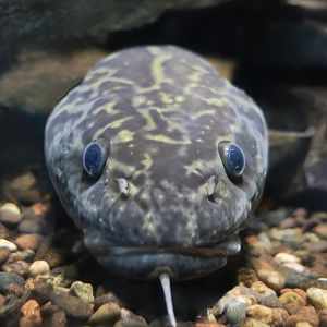 Burbot (Lota lota) - Cold Spring Harbor Fish Hatchery & Aquarium