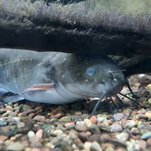 Brown Bullhead Catfish (Ameiurus nebulosus) - Cold Spring Harbor Fish Hatchery & Aquarium