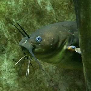 Yellow Bullhead Catfish (Ameiurus natalis) - Cold Spring Harbor Fish Hatchery & Aquarium