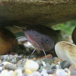 Margined Madtom (Noturus insignis) - Cold Spring Harbor Fish Hatchery & Aquarium