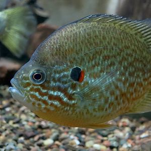Pumpkinseed Sunfish (Lepomis gibbosus) - Cold Spring Harbor Fish Hatchery & Aquarium