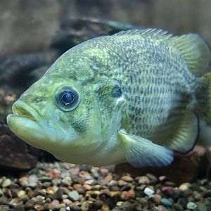 Rock Bass (Ambloplites rupestris) - Cold Spring Harbor Fish Hatchery & Aquarium