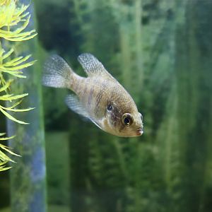 Banded Sunfish (Enneacanthus obesus) - Cold Spring Harbor Fish Hatchery & Aquarium