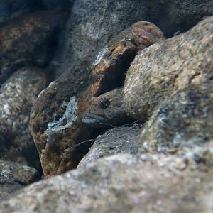 Slimy Sculpin (Cottus cognatus) - Cold Spring Harbor Fish Hatchery & Aquarium