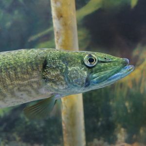 Redfin Pickerel (Esox americanus americanus) - Cold Spring Harbor Fish Hatchery & Aquarium