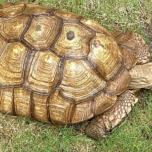 African Spurred Tortoise - July 2025