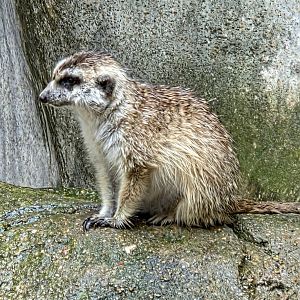Meerkat - July 2025