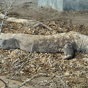 Komodo Dragon - Cameron Park Zoo
