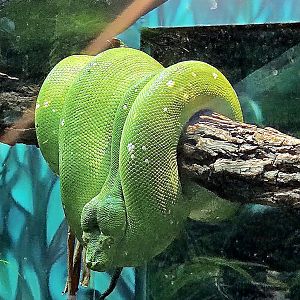 Green Tree Python - July 2025