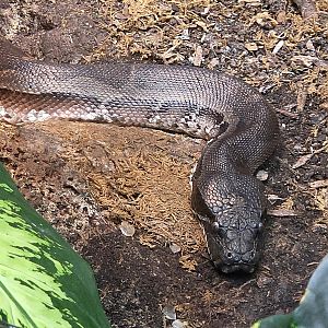 Blood Python - July 2025