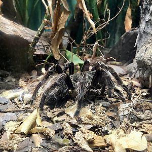 Bird Eater Tarantula - Cameron Park Zoo