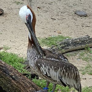 Brown Pelican - July 2025