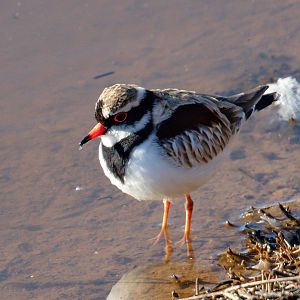 Black-fronted Dotterel