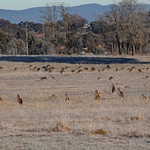 Eastern Grey Kangaroos