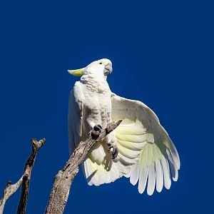 Sulphur-crested Cockatoo