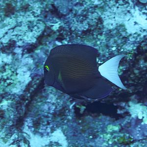 Whitetail Bristletooth (Ctenochaetus flavicauda)