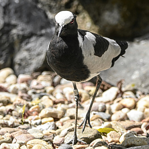 Blacksmith lapwing
